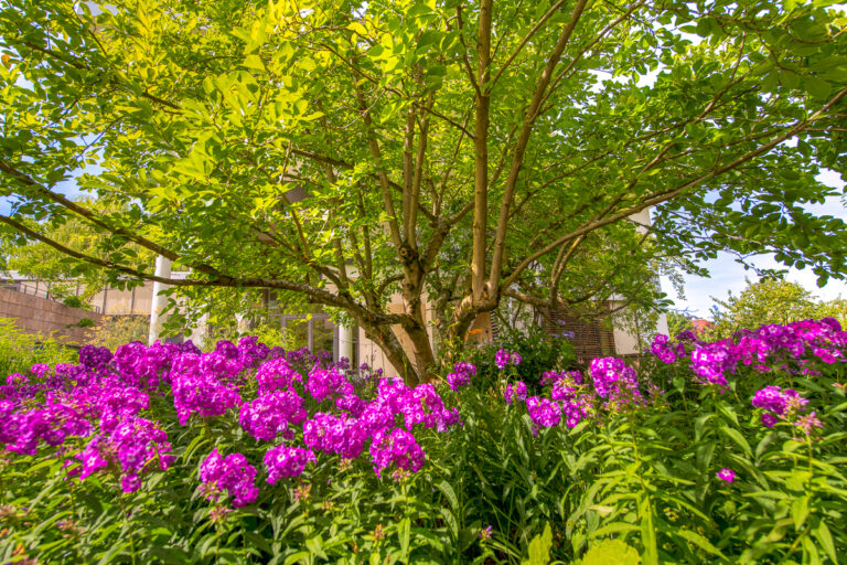 Sommerliche Impression